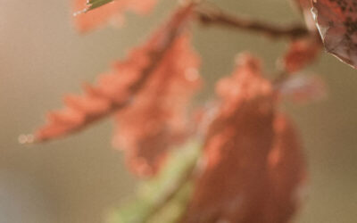 Si bolj razumska ali bolj Čustvena?