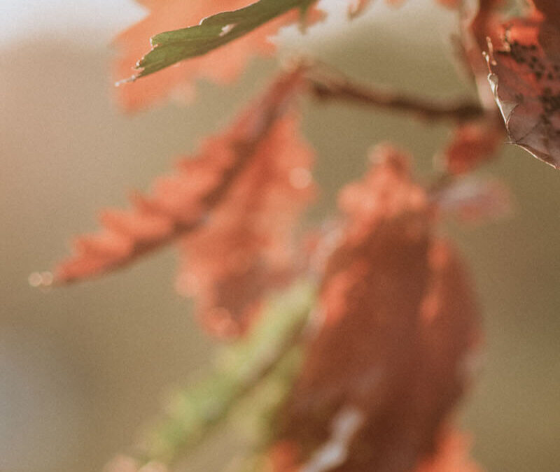 Si bolj razumska ali bolj Čustvena?